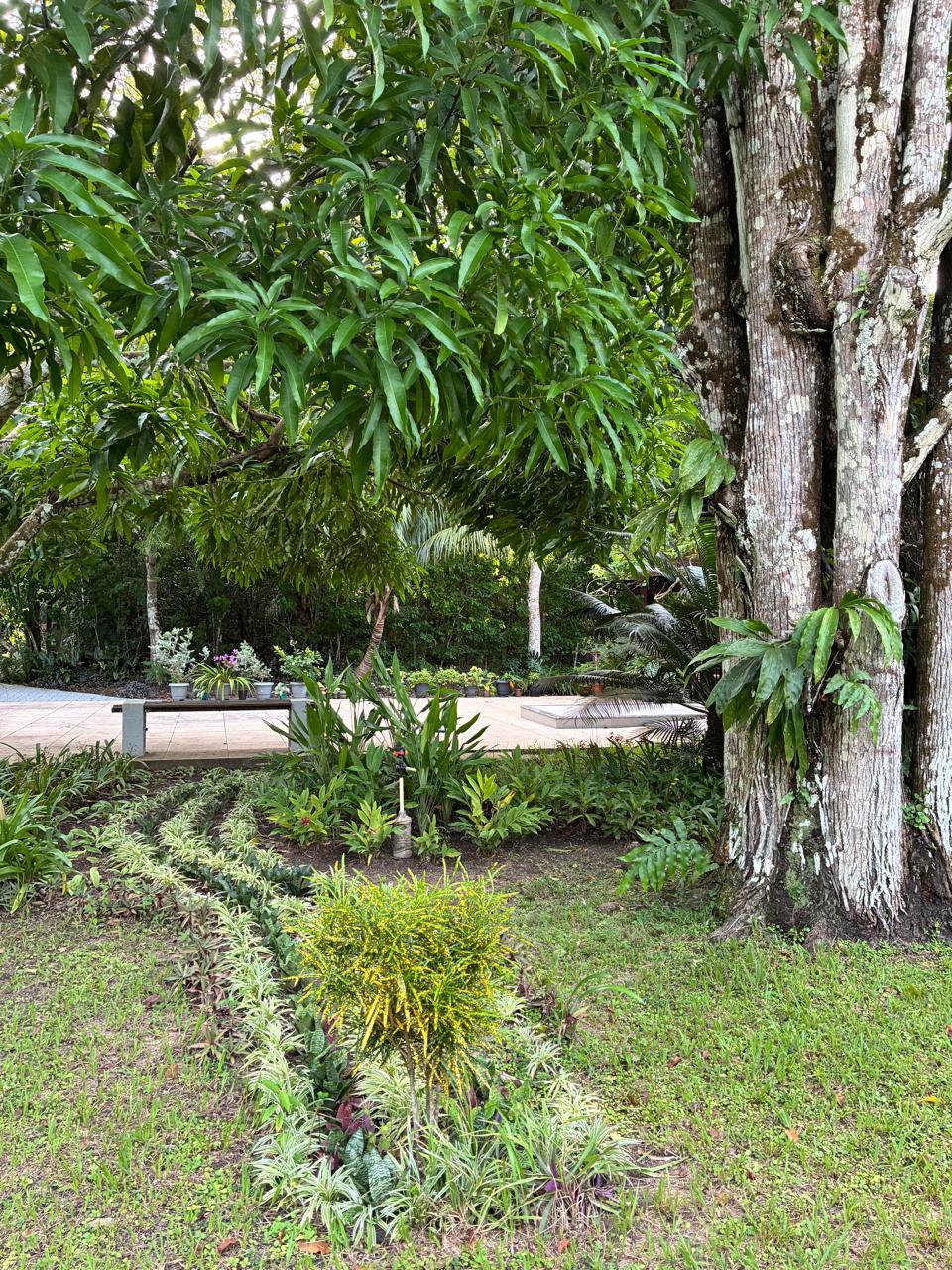 Prateleiras com plantas